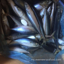 pacific mackerel အေးခဲငါး၏ လတ်ဆတ်သော သိပ္ပံအမည်